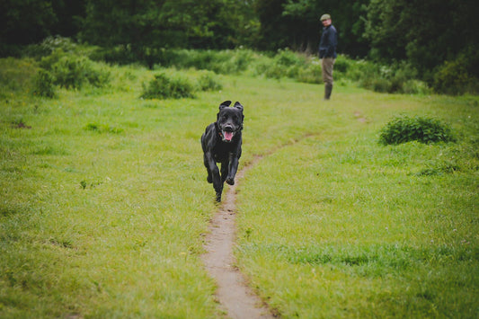 Labrador working Gundog test