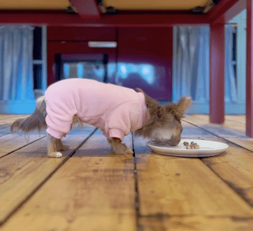 Does my small dog need small bite dog food? - Rùn Dog Food