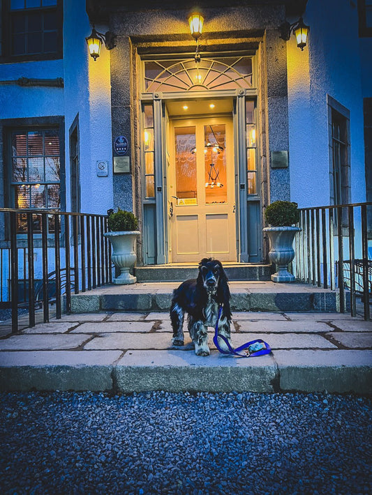 Dog friendly in Banchory - Rùn Dog Food