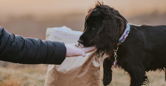 How Much Protein Do Dogs Need?