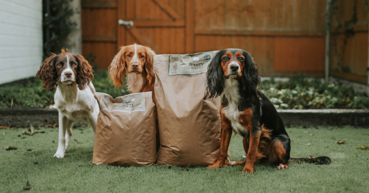 Feeding Your Working Dog During the Shooting Season