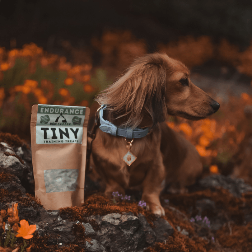 Truly TINY Training Treats - Rùn Dog Food