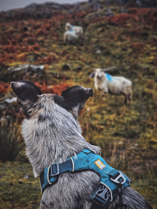 Is my dog safe around sheep?