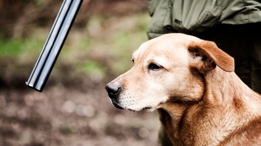 Working dog food