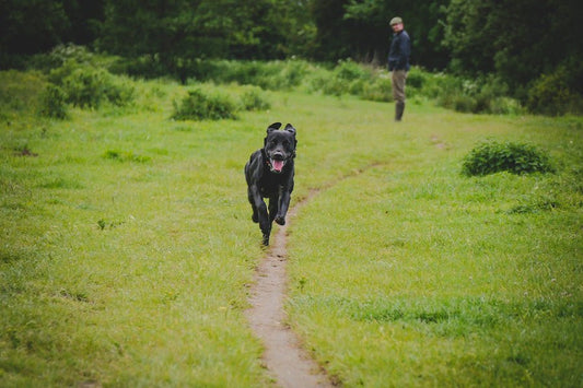 Gundog Working Tests - Rùn Dog Food