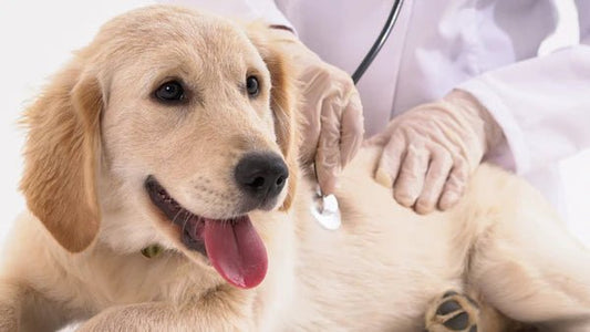 Should I weigh my dog’s meals? - Rùn Dog Food