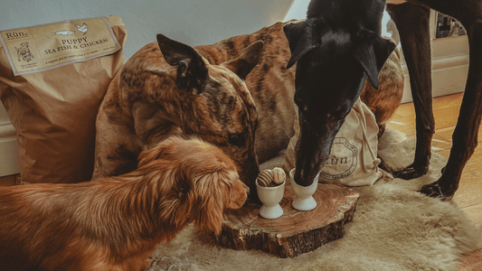Top Tips For A Dog Friendly Easter - Rùn Dog Food