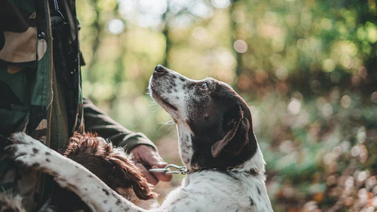 Lovely old working dog