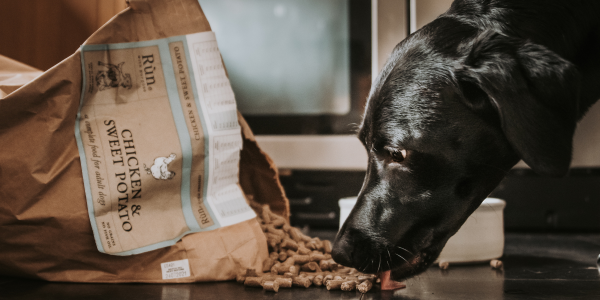 Labrador eating Cold Pressed Dog Food