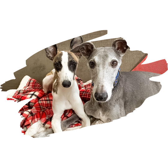 Rùn cold pressed dog food two whippets