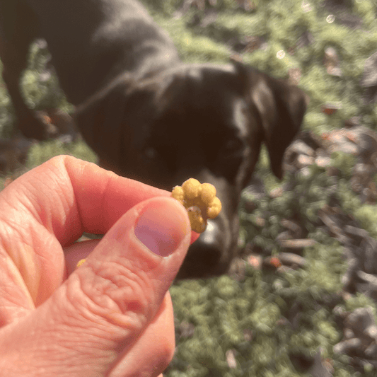 Training Treats - Rùn Dog Food