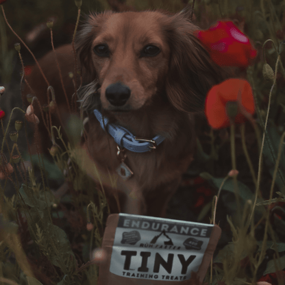 Truly TINY Training Treats - Rùn Dog Food